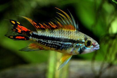 Pez Apistogramma