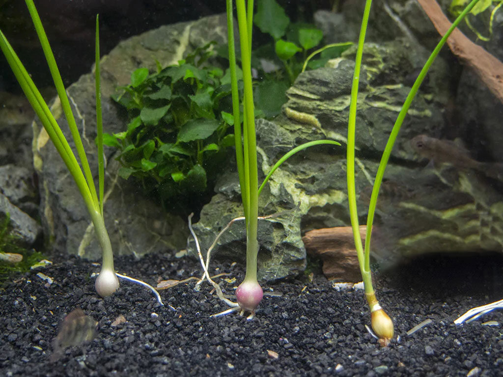 Planta de Acuario Cebolla de Agua