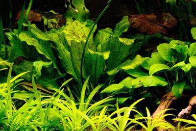 Planta de Acuario Cryptocoryne