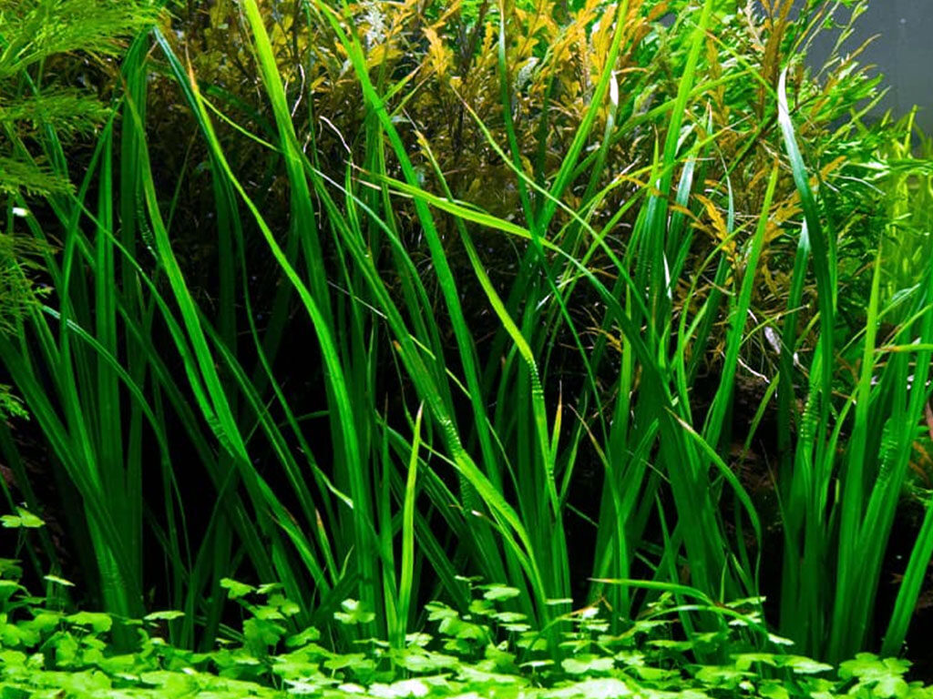 Planta de Acuario Cyperus Helferi