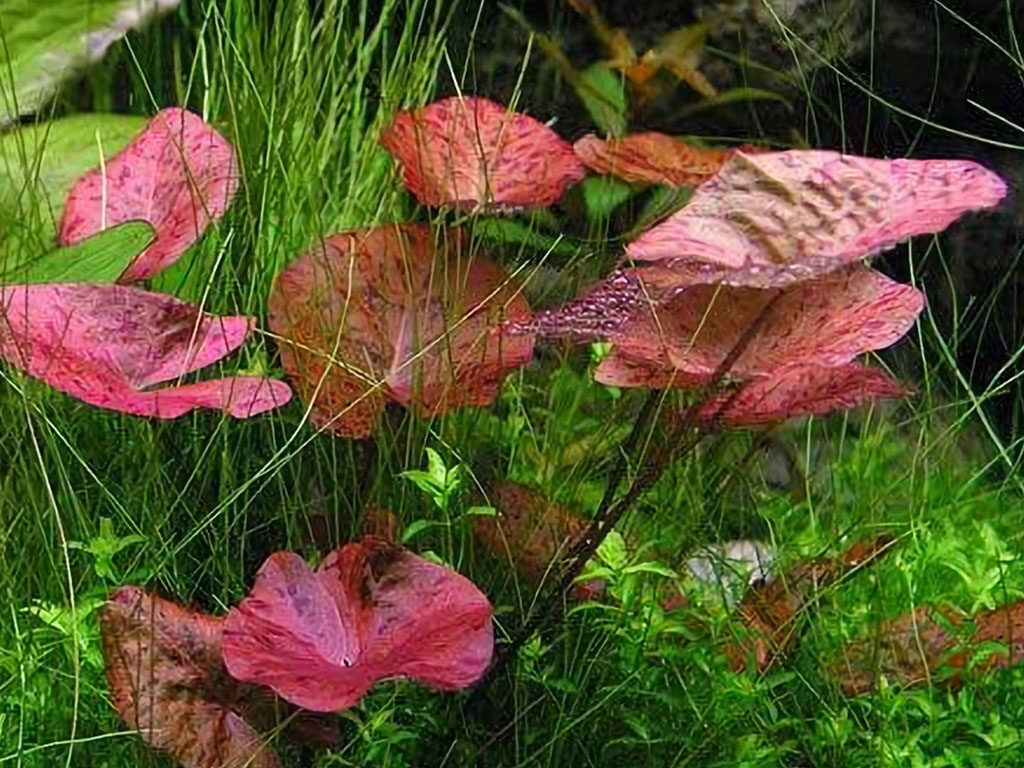 Planta de Acuario Loto Tigre Rojo