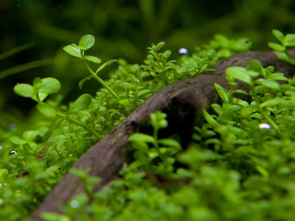 Planta de Acuario Micranthemum Montecarlo