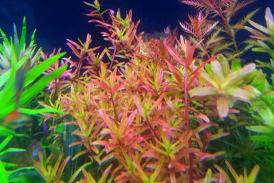 Planta de Acuario Rotala