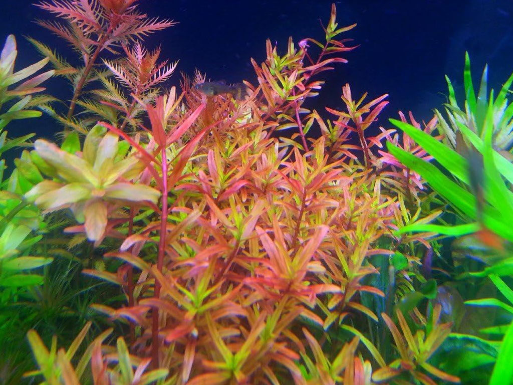 Planta de Acuario Rotala