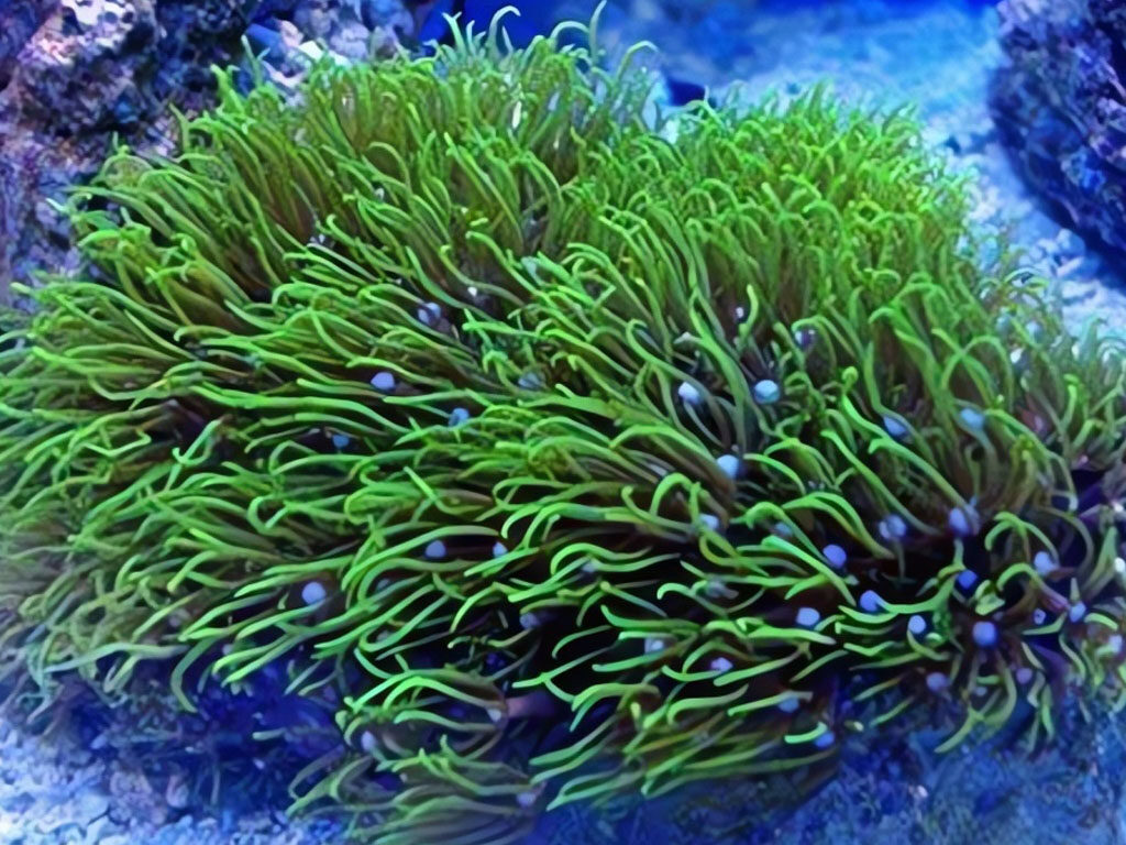 Coral Estrella verde