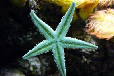 estrella de mar en acuario