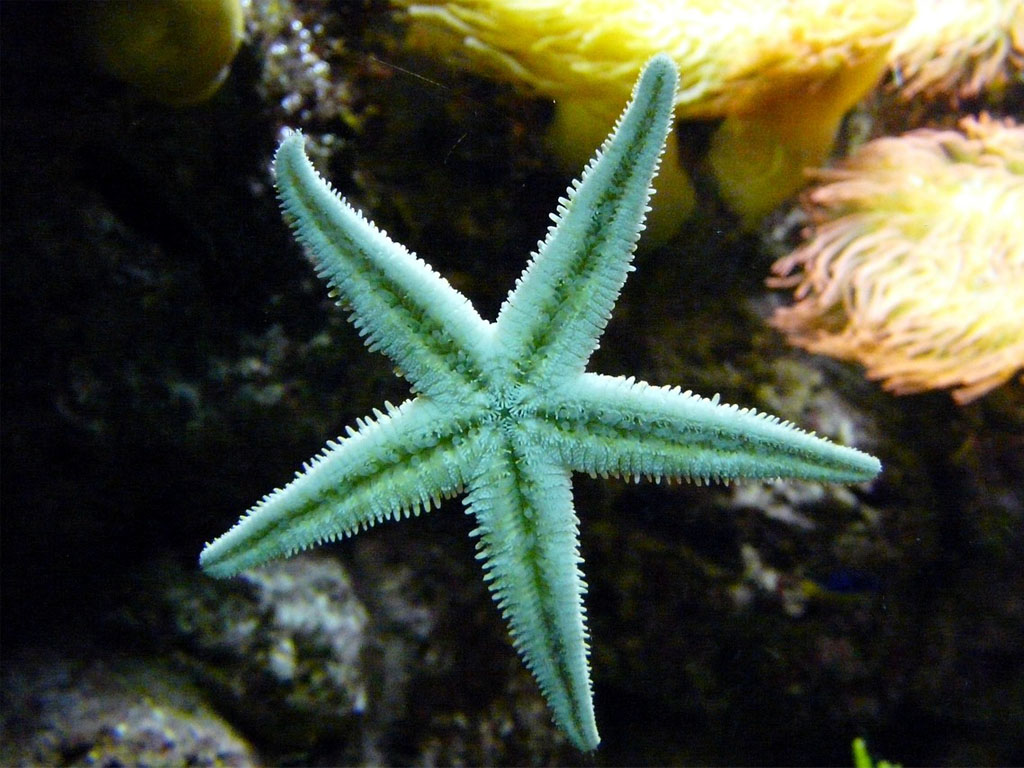 estrella de mar en acuario