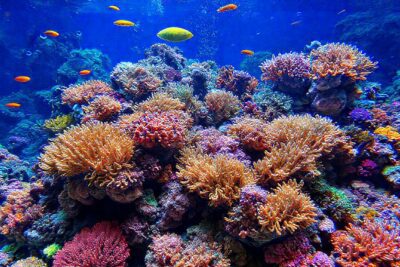 Un acuario coralino vibrante y educativo