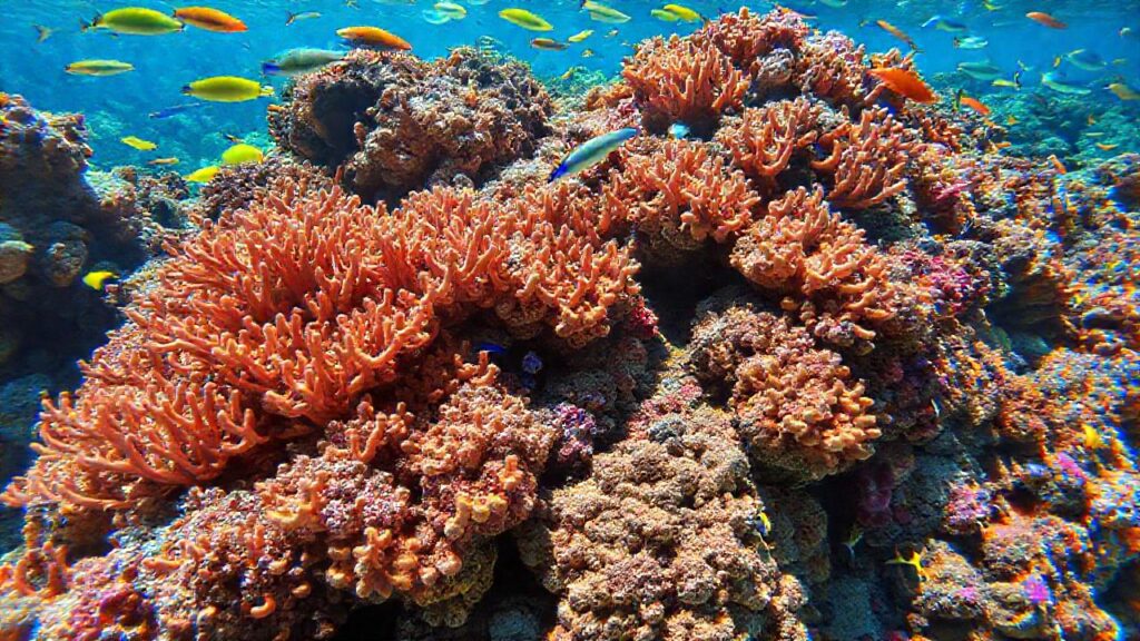 Arrecifes de coral: colores vivos y educación