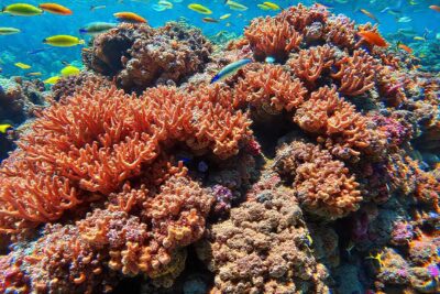 Arrecifes de coral: colores vivos y educación