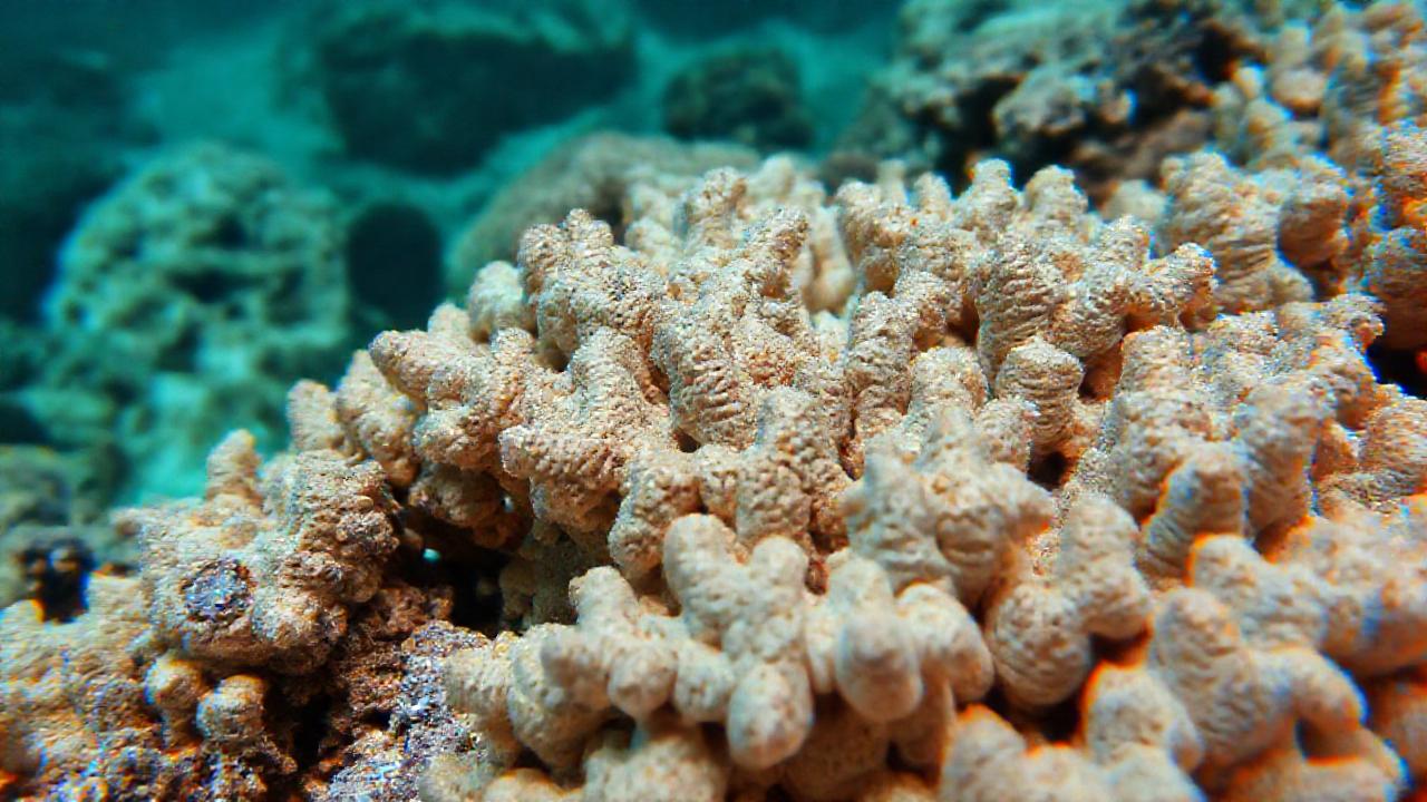 Arrecife de coral blanqueado, señal de alerta