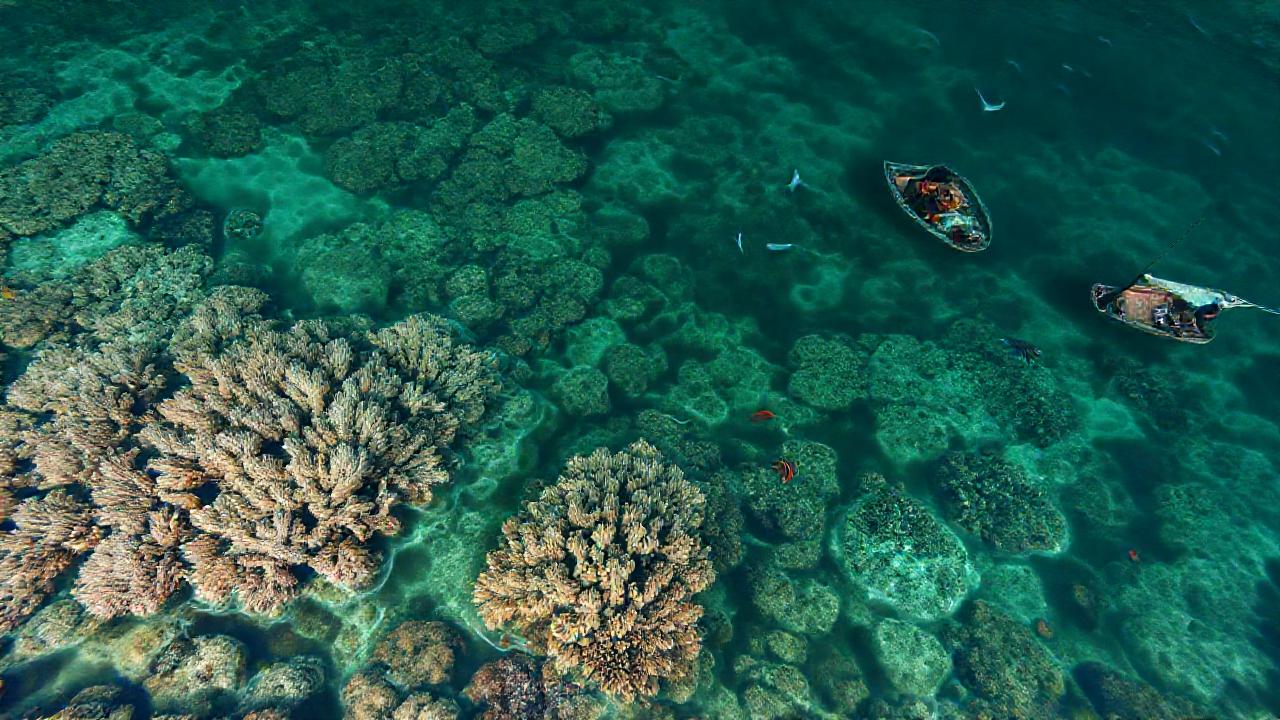 El coral agoniza, advirtiendo un futuro sombrío