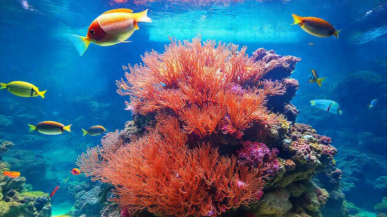 Un acuario tropical vibrante y educativo