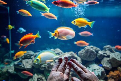 Un acuario muestra peces vibrantes y cuidadosos