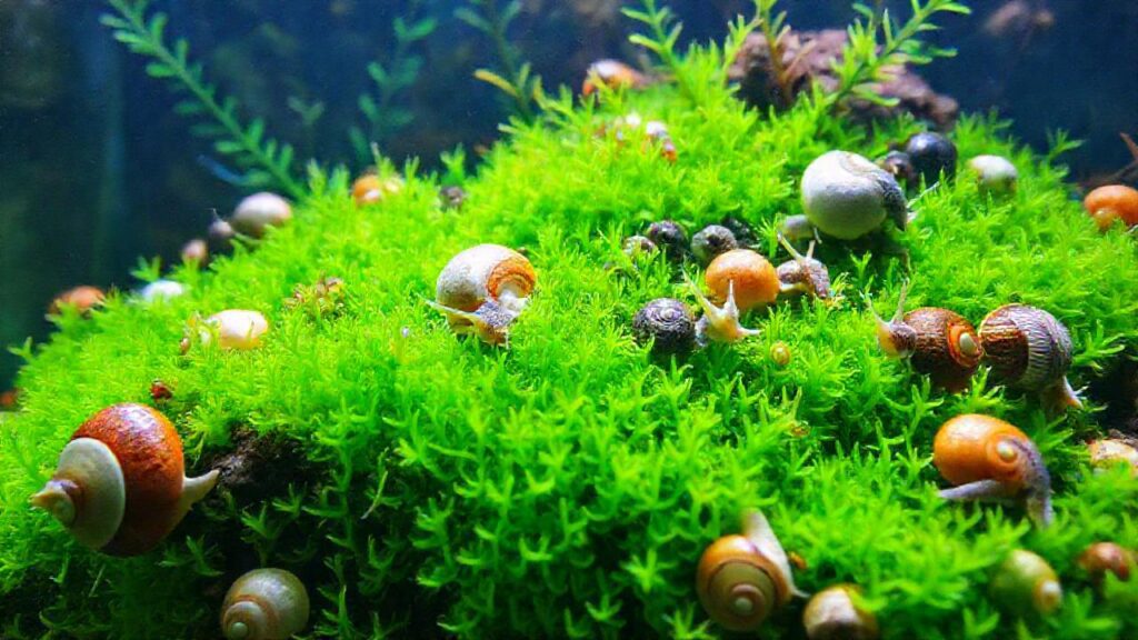 Un acuario tropical muestra vida vibrante