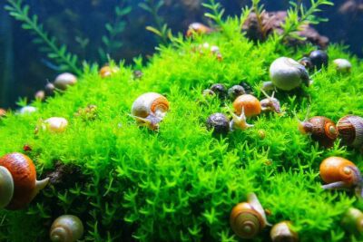 Un acuario tropical muestra vida vibrante