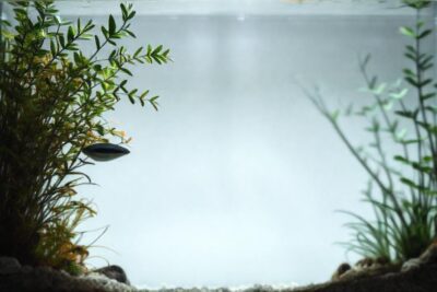 Un acuario moderno y sereno