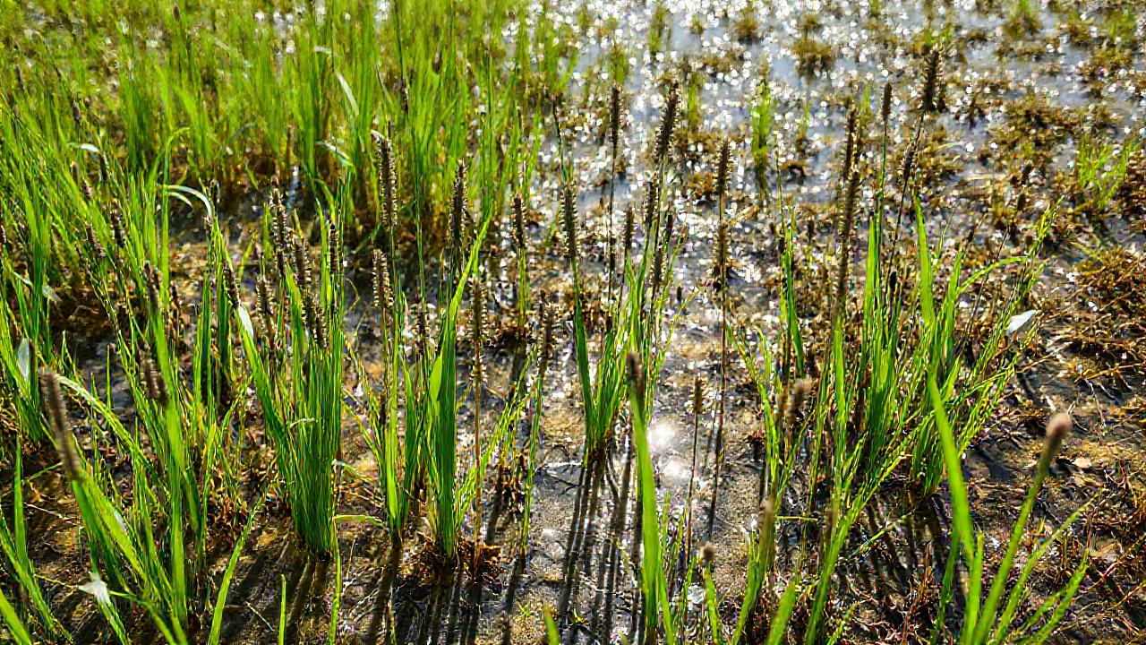 Un pantano verde vibrante y detallado