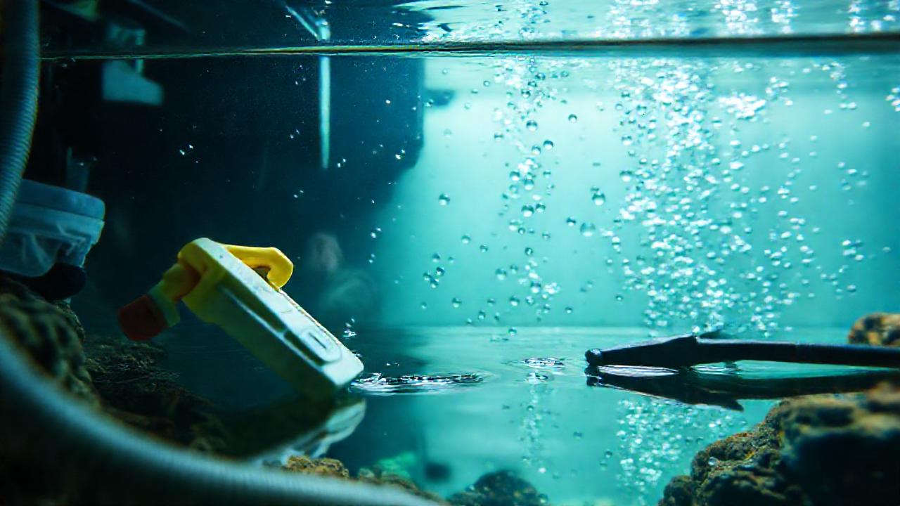 El acuario marino exhibe limpieza profesional