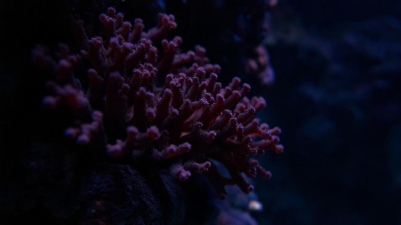 Coral negro fascinante en acuario
