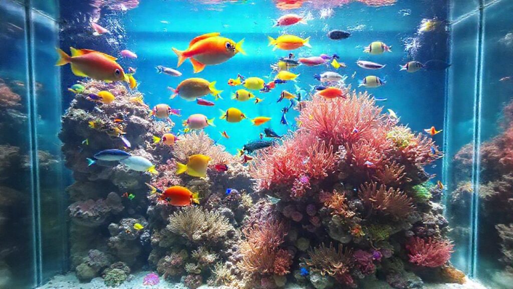 Un acuario transparente muestra vida vibrante