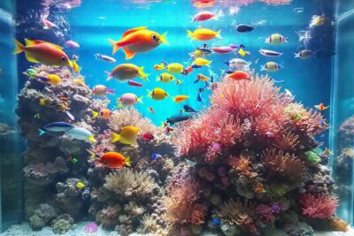 Un acuario transparente muestra vida vibrante