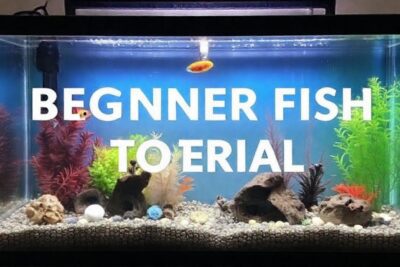 Configurar acuario: peces principiantes