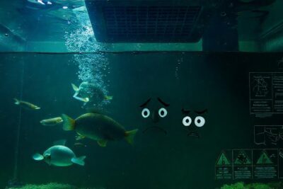 El acuario oscuro amenaza la vida
