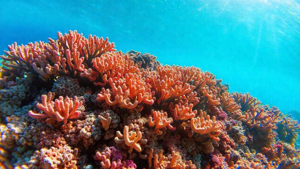 Arrecife de coral: belleza y serenidad