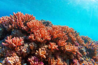 Arrecife de coral: belleza y serenidad
