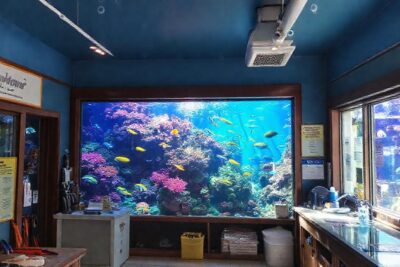 Una tienda de acuario ofrece vida vibrante