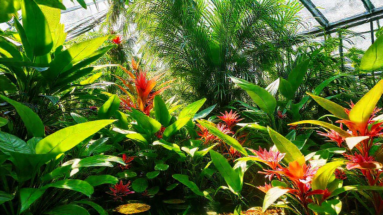 Un exuberante invernadero tropical irradia color