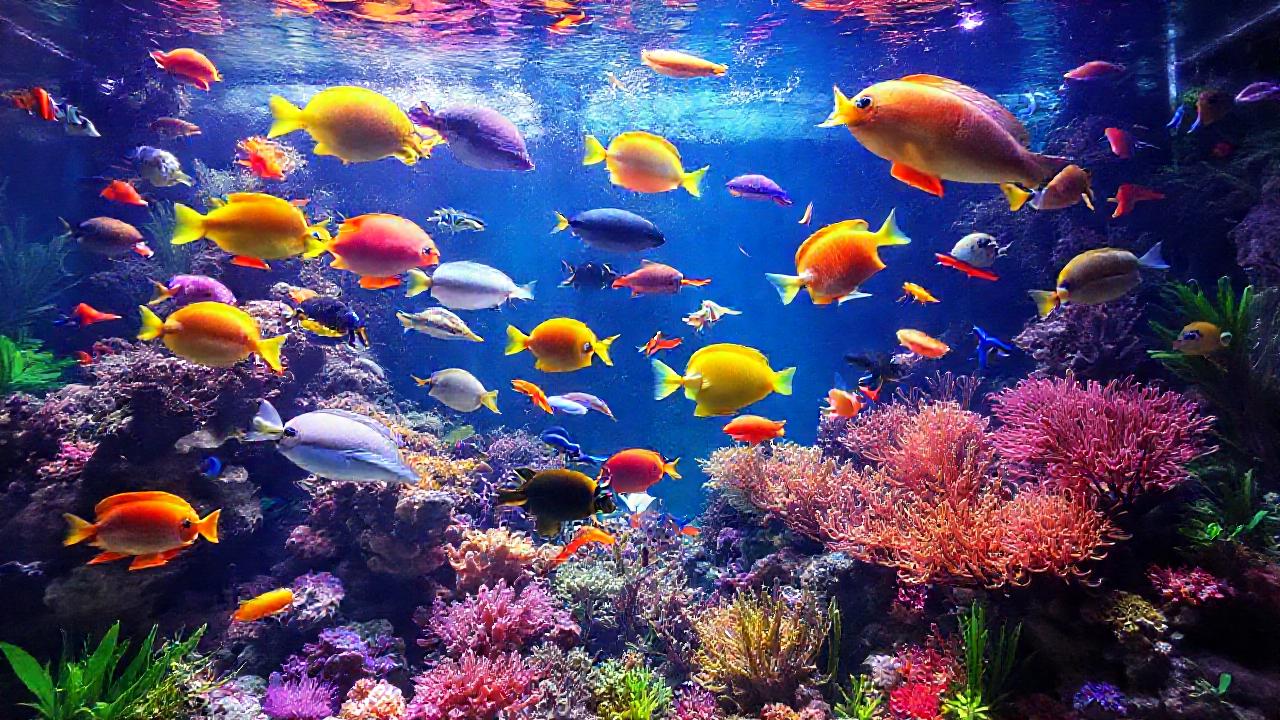 Un acuario tropical reluce con vida