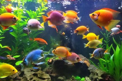 Un acuario tropical ofrece belleza serena