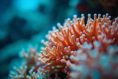 Arrecife de coral: luz vibrante
