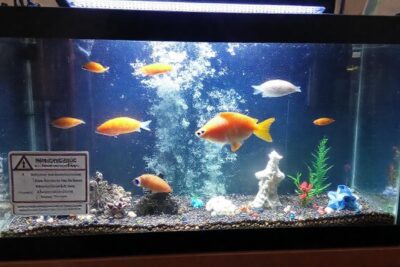 Un acuario nuevo requiere cuidado constante