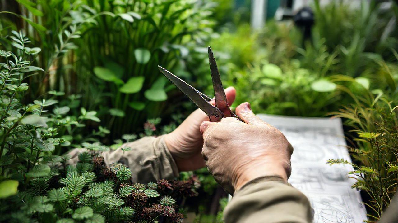 Nursery experto crea plantas acuáticas idílicas