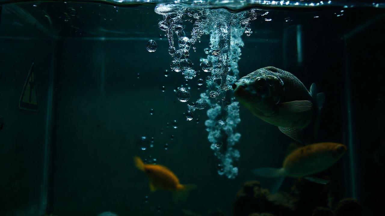 Un acuario dañado muestra peces preocupados
