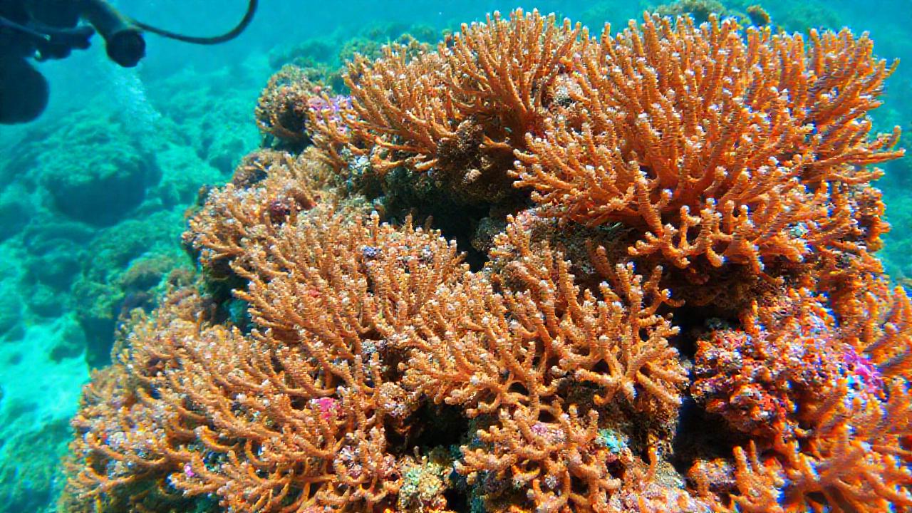 Diversos arrecifes coralinos muestran prevención científica