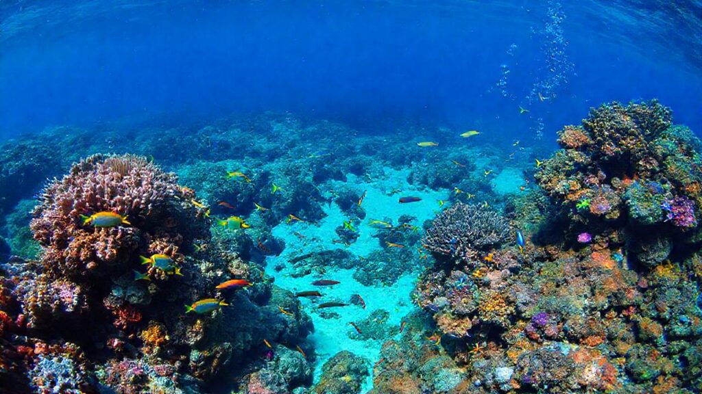 Arrecife subtropical vibrante y sereno