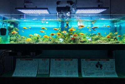 Un acuario submarino exhibe vida colorida
