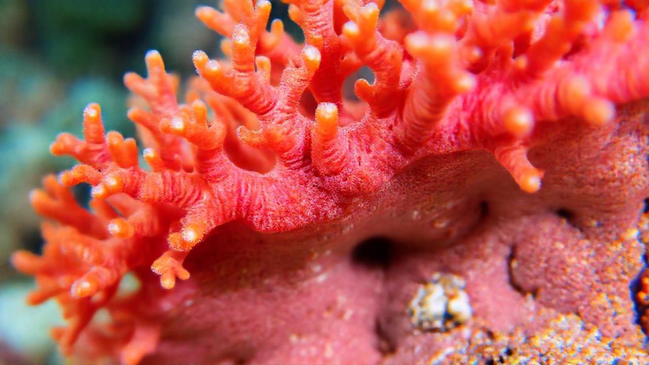 Fragmento de coral vibrante, estudio científico