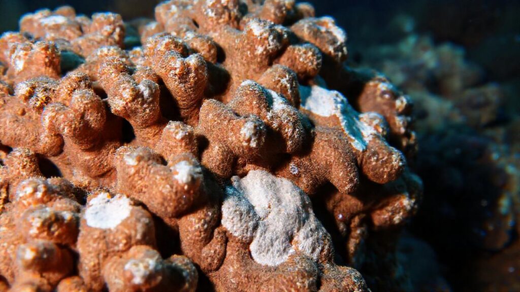Coral enfermo muestra extrañas manchas brillantes