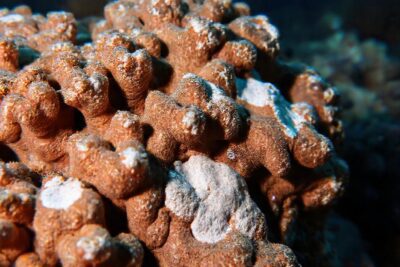 Coral enfermo muestra extrañas manchas brillantes