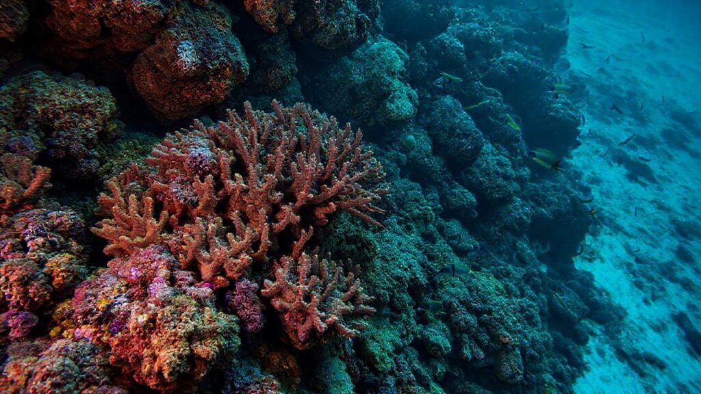Arrecife de coral: belleza marchita y triste