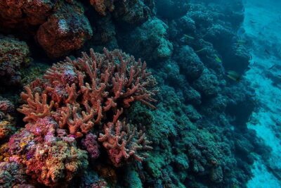 Arrecife de coral: belleza marchita y triste