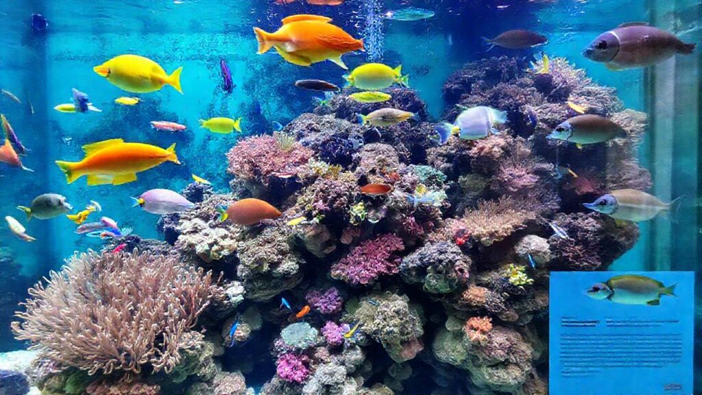 Un acuario tropical vibrante y estresante