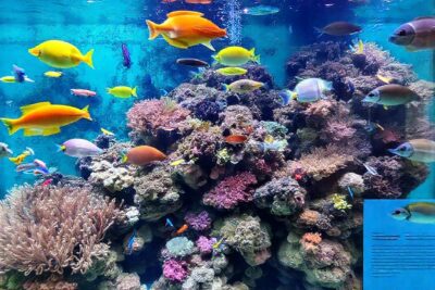 Un acuario tropical vibrante y estresante
