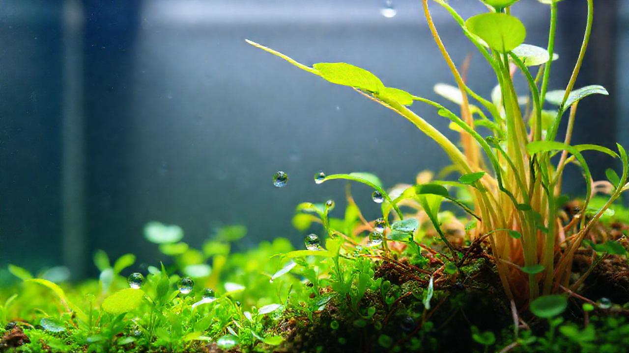 Plantas acuáticas: raíces detalladas, estudio científico
