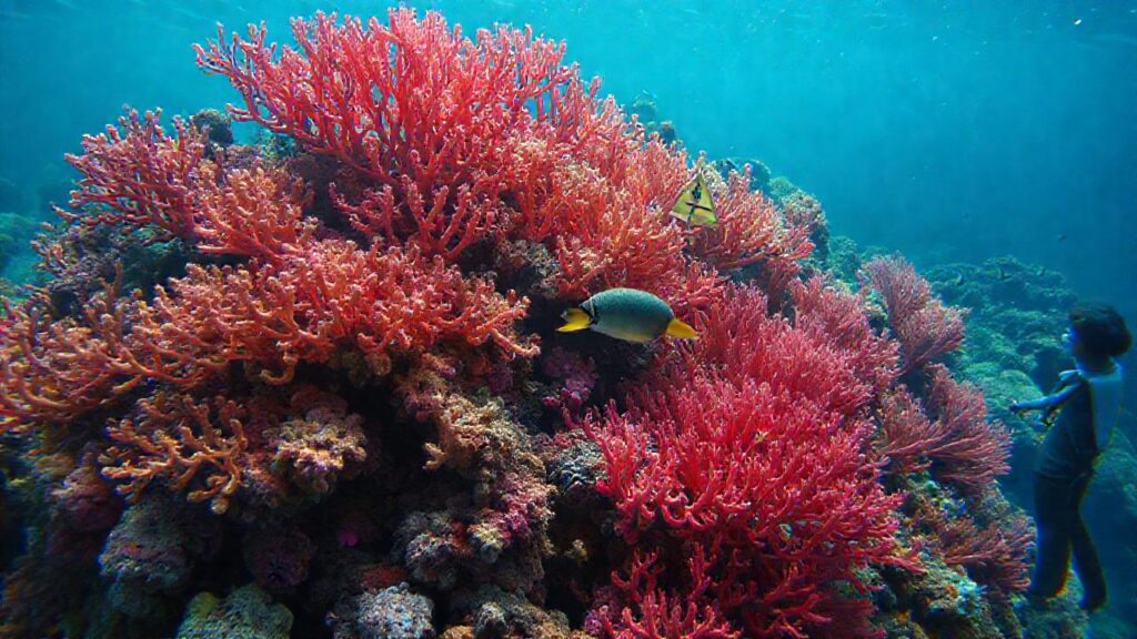 El coral blanqueado advierte una crisis marina